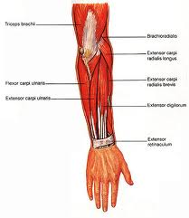 Anatomy of human forearm muscles, superficial anterior view Stock